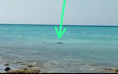 Buaya Terdampar di Pantai Onanbalu Semau